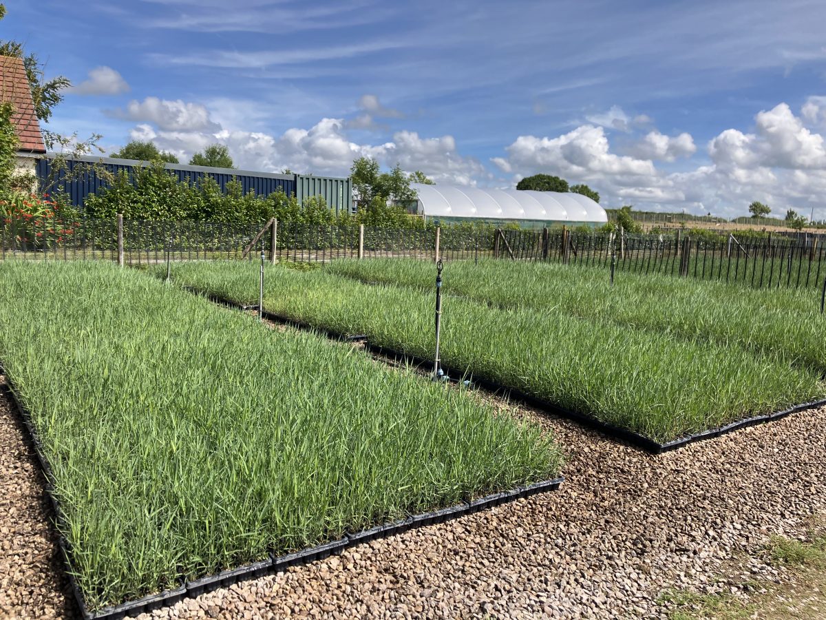 MWH Reeds - Reed Beds and Phragmites | MWH Treatment